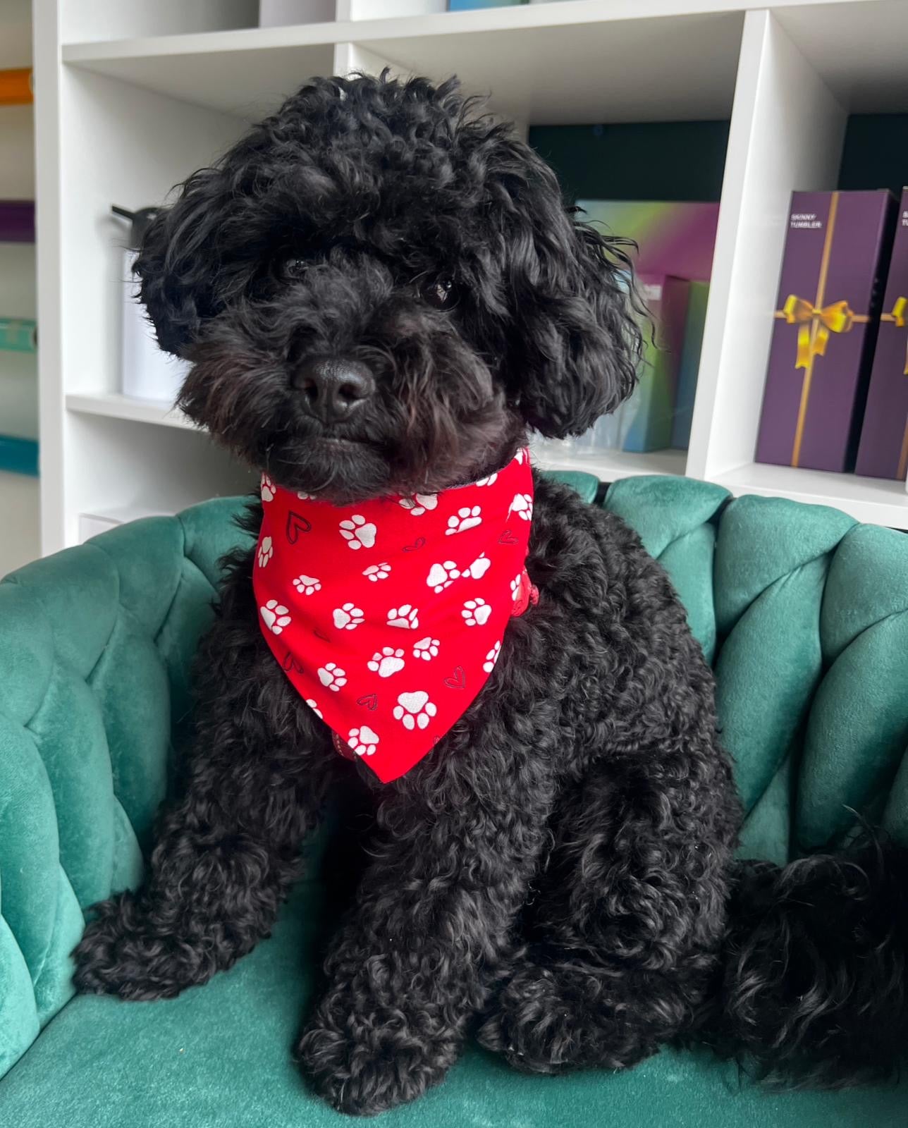 Bandana 🐶